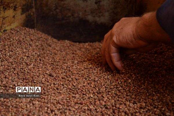 نگین سرخ‌فام آذربایجان از تولید تا فرآوری