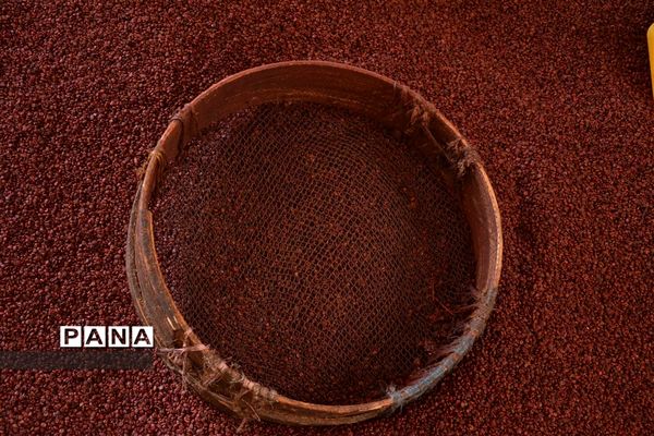 نگین سرخ‌فام آذربایجان از تولید تا فرآوری