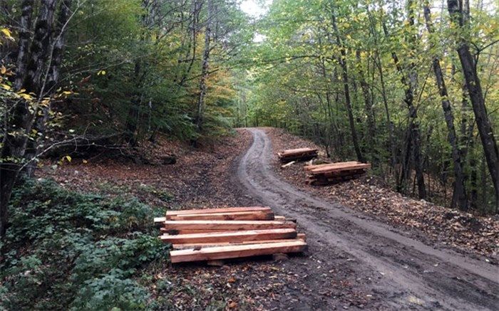 طرح کاشت یک میلیارد درخت با محدودیت‌های اعتباری مواجه است