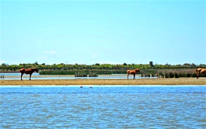 دعوی حقوقی زمین‌های جزیره آشوراده منتهی به صدور رأی شد