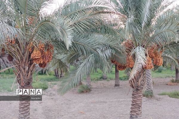 پیاده‌روی از مسیر العلما تا کربلای معلی