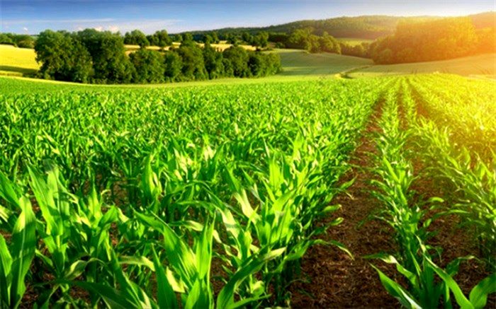 مسئله صادرات محصولات کشاورزی ایران به هند حل شد