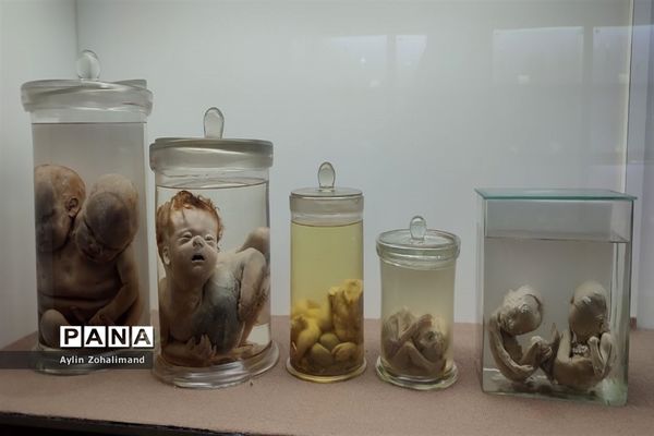 موزه تاریخ طبیعی در همدان