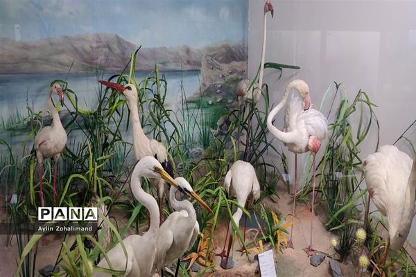 موزه تاریخ طبیعی در همدان