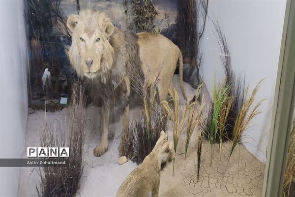 موزه تاریخ طبیعی در همدان