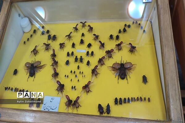 موزه تاریخ طبیعی در همدان