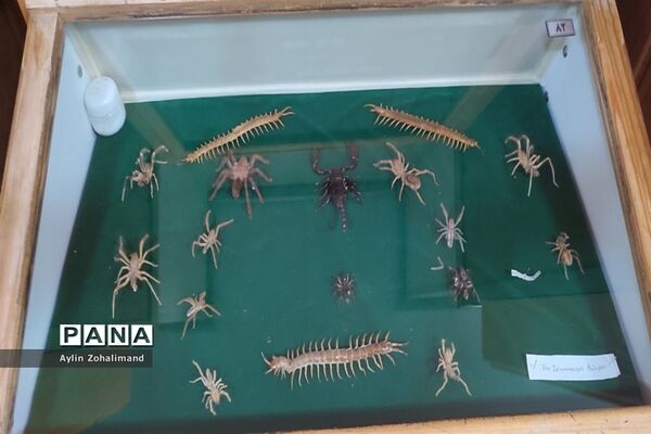 موزه تاریخ طبیعی در همدان