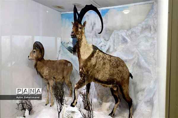 موزه تاریخ طبیعی در همدان