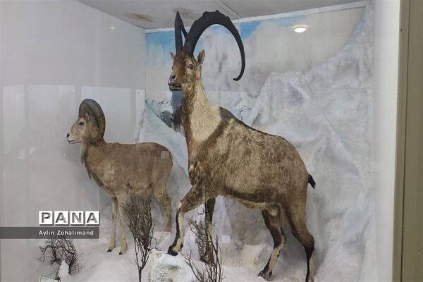 موزه تاریخ طبیعی در همدان