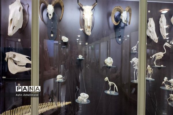 موزه تاریخ طبیعی در همدان