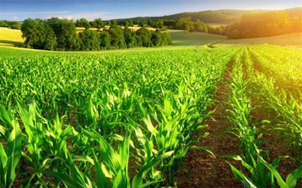 کالاهای واجد شرایط تخصیص ارز به بانک مرکزی معرفی شدند
