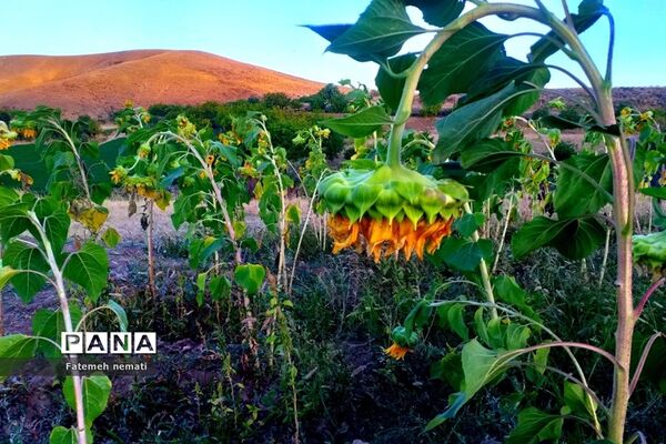 طبیعت زیبای استان مرکزی در آخرین روزهای تابستان