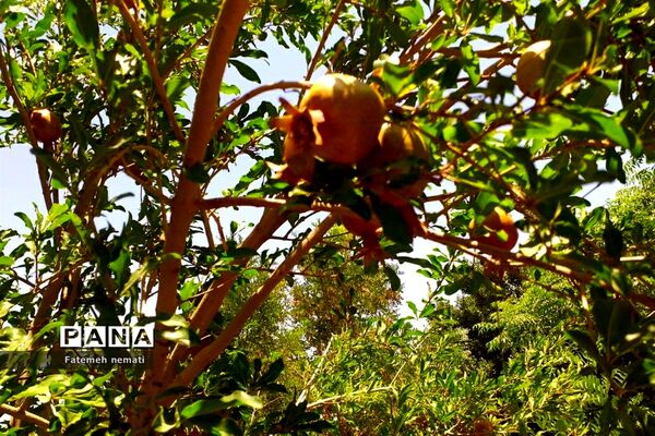 طبیعت زیبای استان مرکزی در آخرین روزهای تابستان