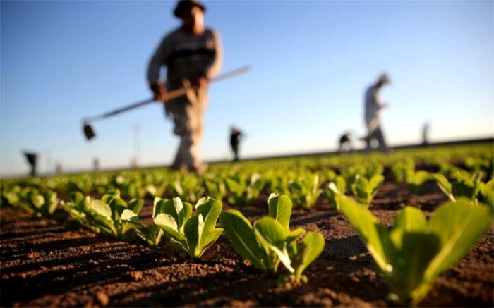 کاهش ۳ میلیون تنی واردات کالاهای اساسی به کشور با رشد تولید محصولات کشاورزی