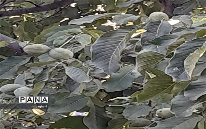 برداشت گردو در شهرکاج
