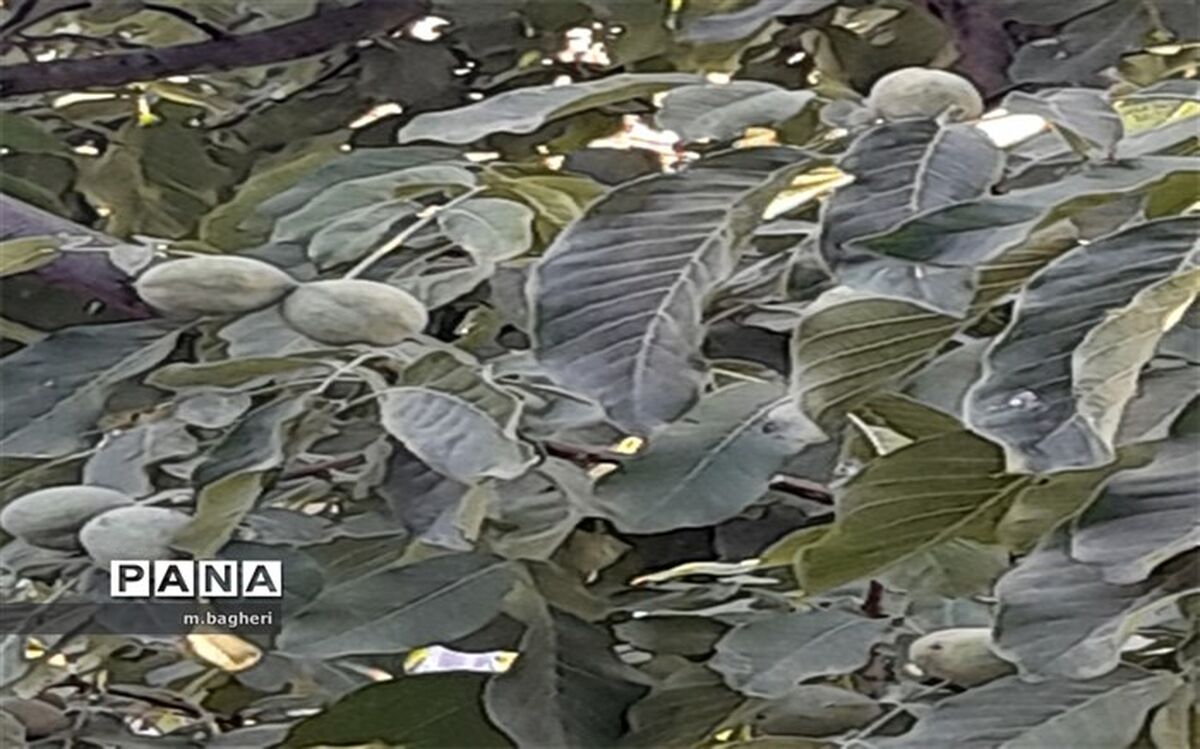 برداشت گردو در شهرکاج