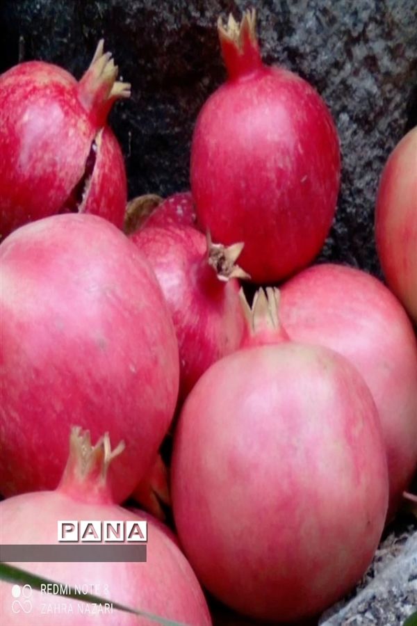 برداشت انار در باغات طارم