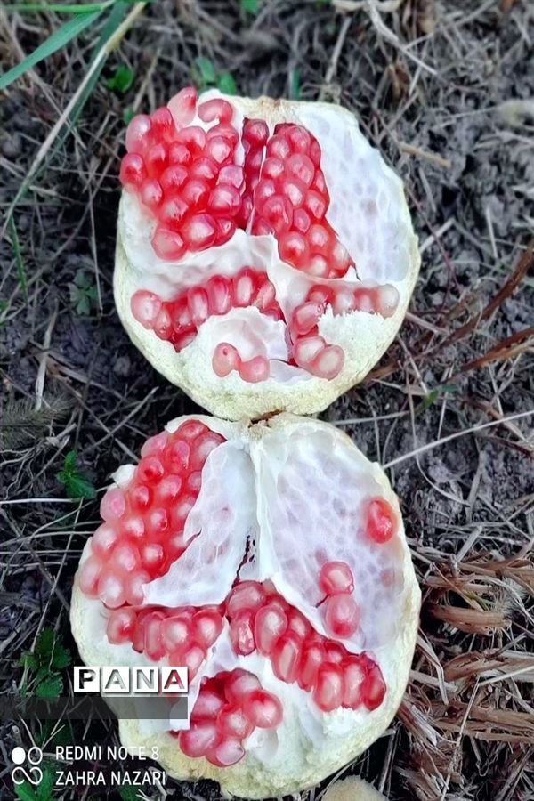 برداشت انار در باغات طارم