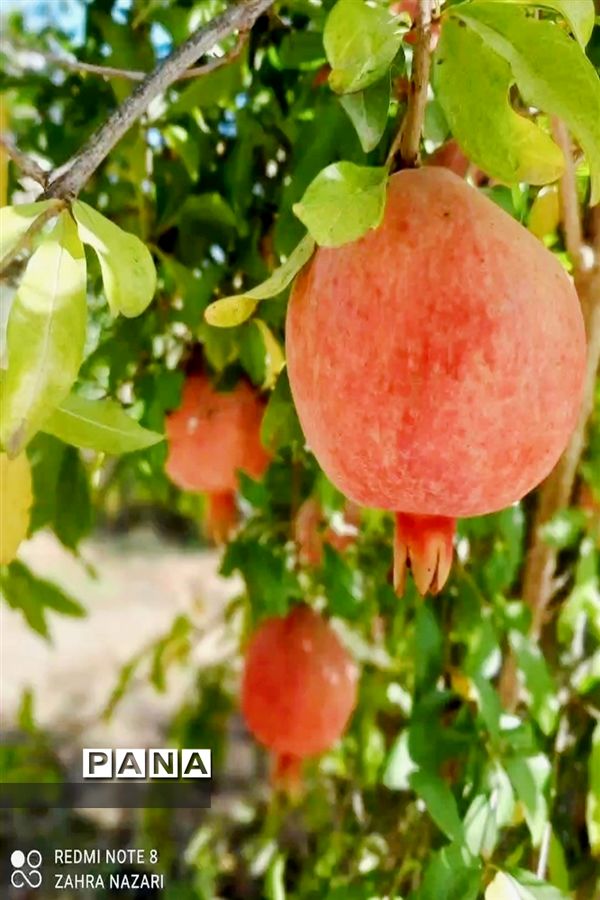 برداشت انار در باغات طارم