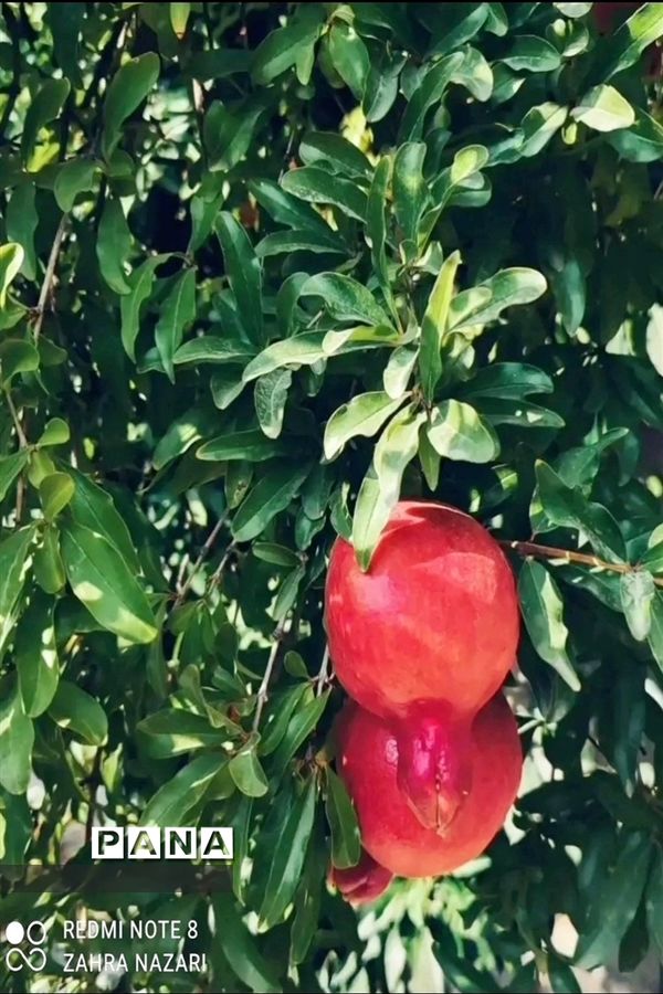 برداشت انار در باغات طارم