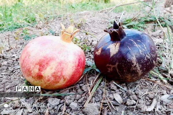 برداشت انار در باغات طارم