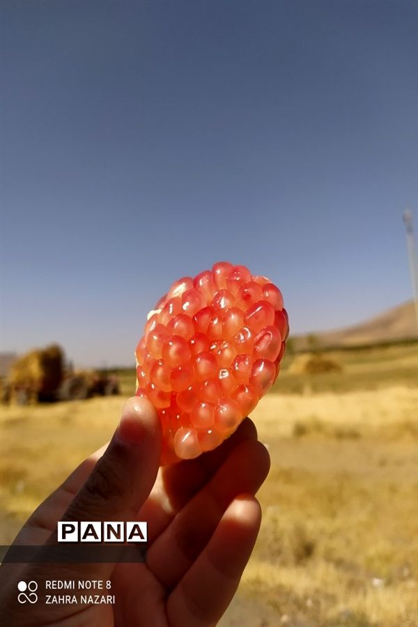 برداشت انار در باغات طارم