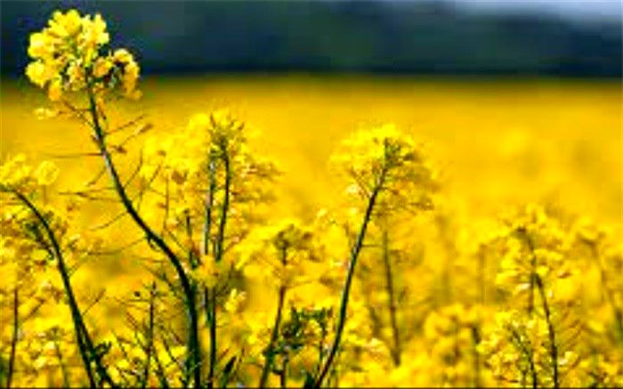 تولید ۱۴۰ هزار تن کلزا در سال زراعی گذشته