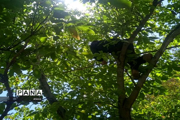 آغاز برداشت گردو در شهرستان بن