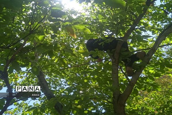 آغاز برداشت گردو در شهرستان بن