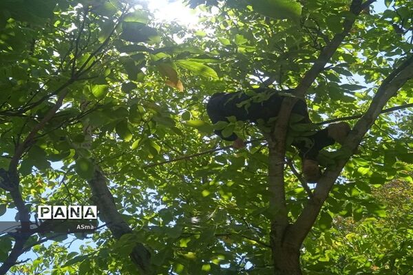 آغاز برداشت گردو در شهرستان بن