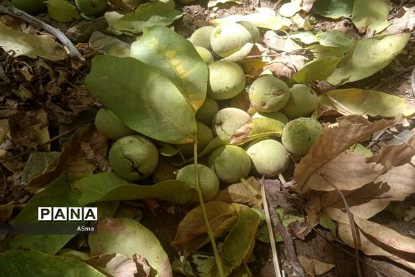 آغاز برداشت گردو در شهرستان بن
