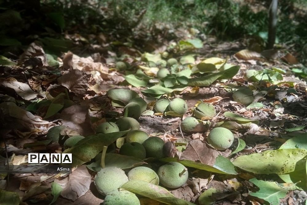 آغاز برداشت گردو در شهرستان بن