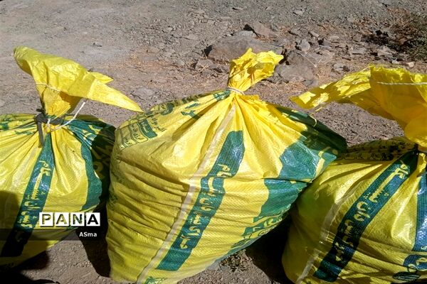 آغاز برداشت گردو در شهرستان بن