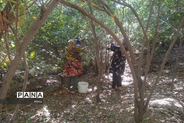 آغاز برداشت گردو در شهرستان بن