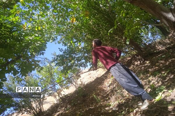 آغاز برداشت گردو در شهرستان بن