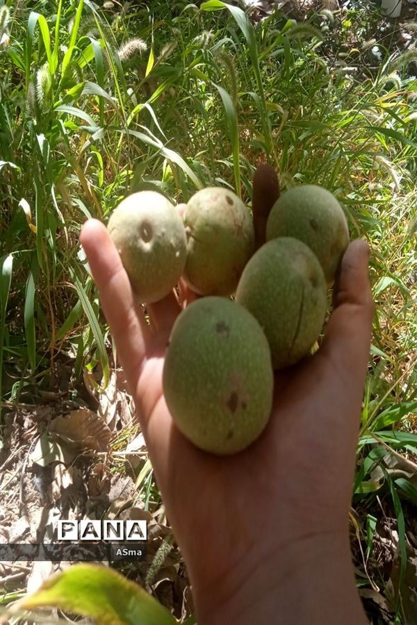 آغاز برداشت گردو در شهرستان بن