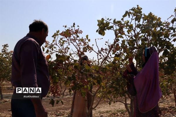 آذرشهر و پسته‌های خندانش