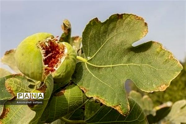 جشنواره انجیر ارس