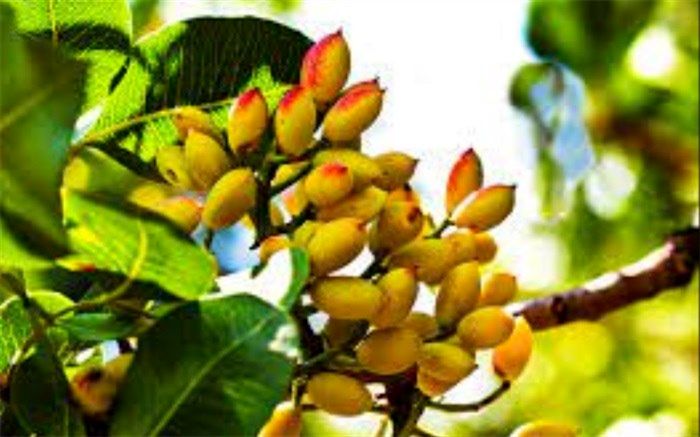 ارزآوری بیش از یک میلیارد دلاری محصول پسته برای کشور