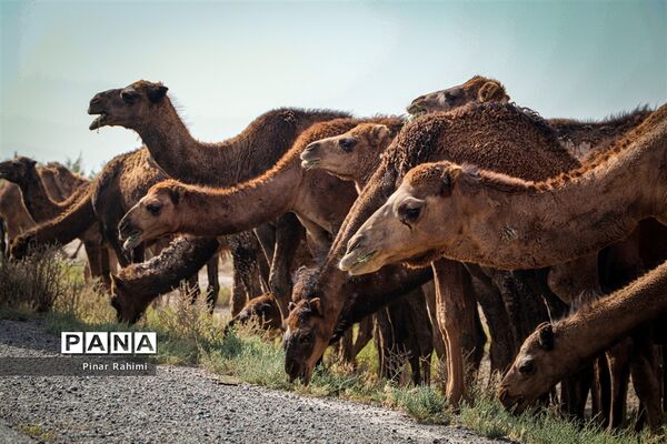 شتر‌های خور خور