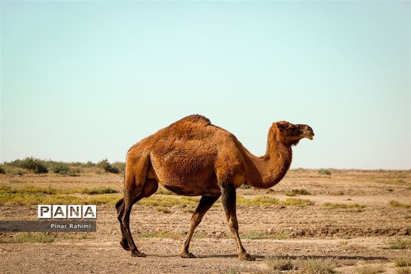 شتر‌های خور خور