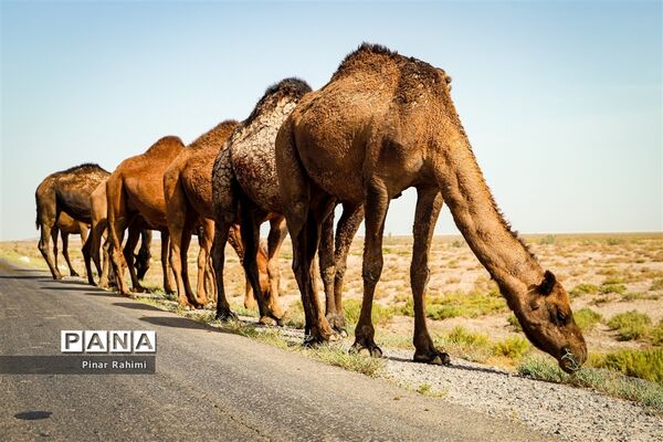 شتر‌های خور خور