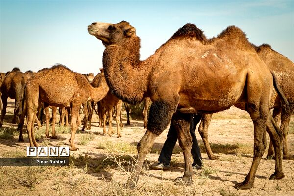 شتر‌های خور خور