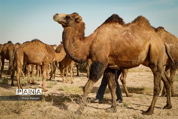 شتر‌های خور خور