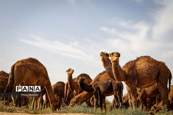 شتر‌های خور خور