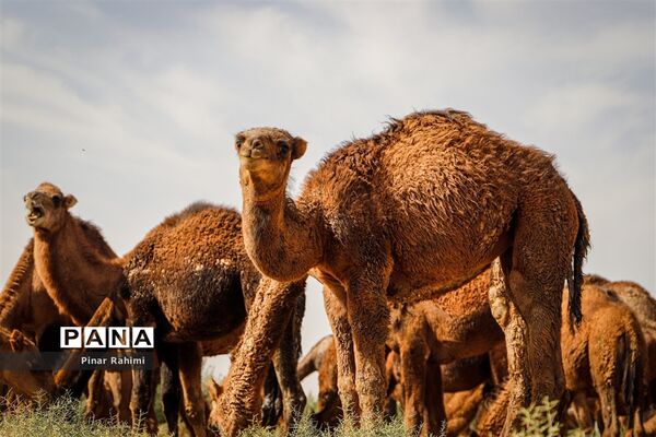 شتر‌های خور خور