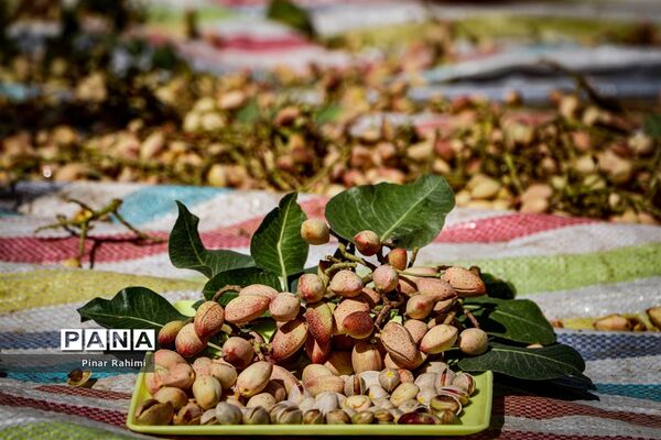 برداشت پسته در بخش ایلخچی