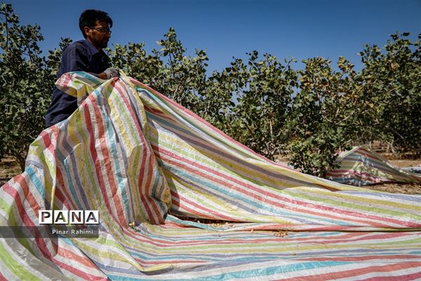 برداشت پسته در بخش ایلخچی