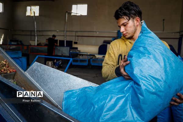 برداشت پسته در بخش ایلخچی