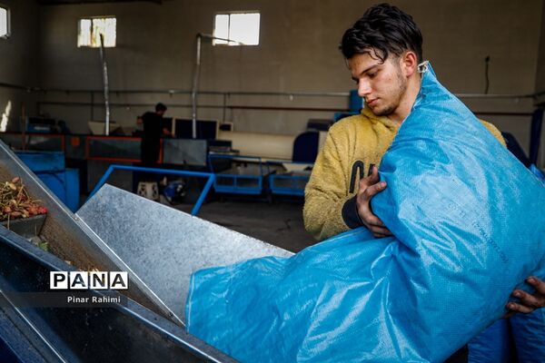 برداشت پسته در بخش ایلخچی